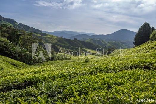 Picture of Teeplantage in den Cameron Highlands